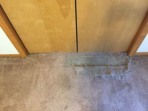 Pet Damaged Carpet